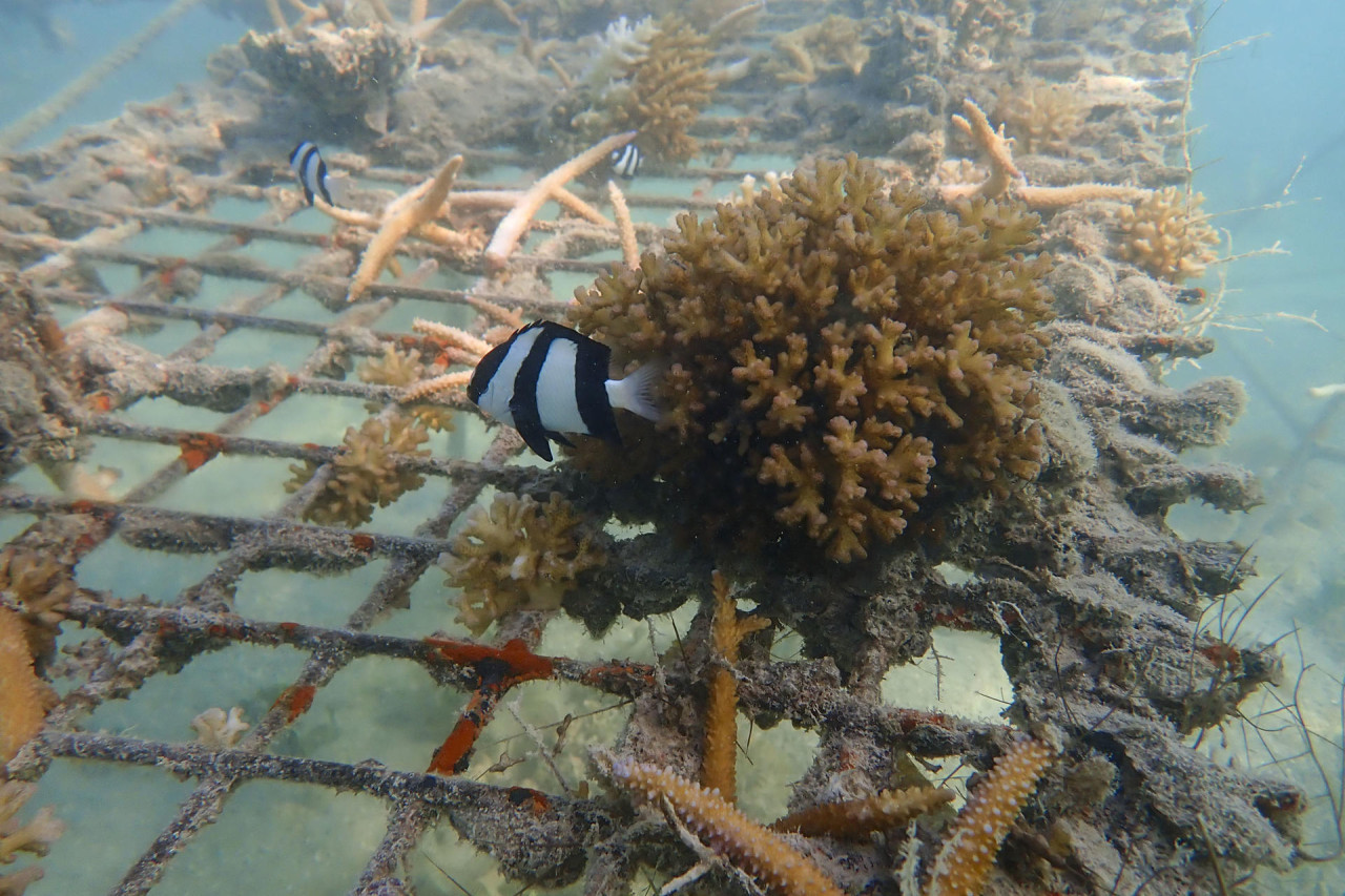 Los océanos están sufriendo un blanqueo masivo de los corales. Foto EFE.
